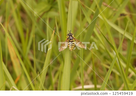 Closeup on a Large wasp hoverfly, Chrysotoxum cautum with spread wings Closeup on a Large wasp hoverfly, Chrysotoxum cautum with spread wings 125459419