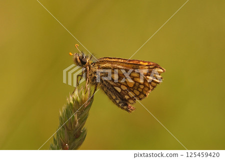 Closeup on a Mediterranean Scarce Swallowtail butterfly, Iphiclides podalirius, on a pin scabious flower Closeup on a Mediterranean Scarce Swallowtail butterfly, Iphiclides podalirius, on a pin scabious flower 125459420