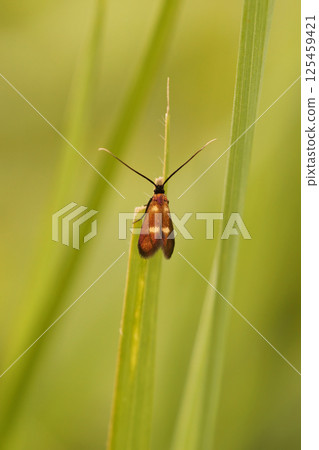 Vertical closeup on the rare Little longhorn micro moth, Cauchas fibulella, sitting against a blurred green background Vertical closeup on the rare Little longhorn micro moth, Cauchas fibulella, sitting against a blurred green background 125459421