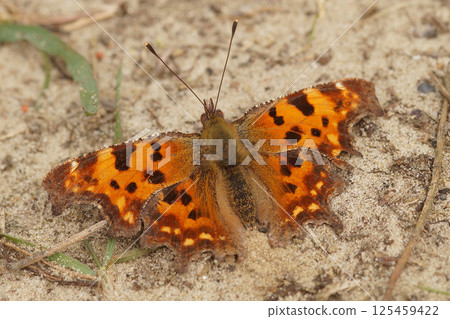 Comma butterfly resting on sand, orange and brown wings, dark spots, antennae, nature shot, macro photography 125459422