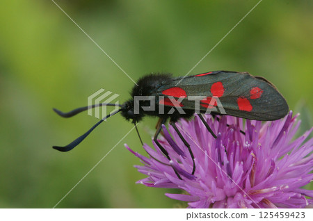 Closeup on the colorful diurnal Six-Spot Burnet, Zygaena filipendula on a purple knapweed flower 125459423