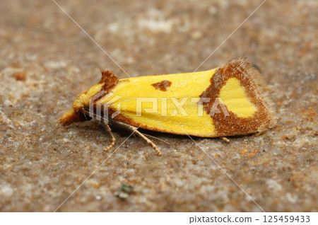 Closeup on a small colorful sulphur knapweed moth , Agapeta zoegana Closeup on a small colorful sulphur knapweed moth , Agapeta zoegana 125459433