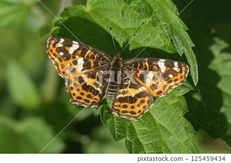 Closeup on a rare intermediate form of the Map butterfly, Araschnia levana forma porima Closeup on a rare intermediate form of the Map butterfly, Araschnia levana forma porima 125459434