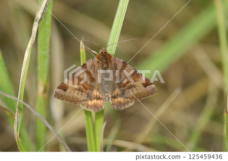 Closeup on the burnet companion moth, Euclidia glyphica 125459436