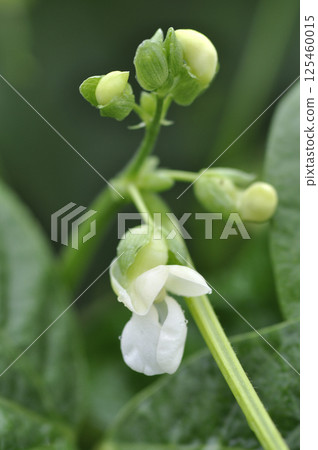Safflower kidney bean flowers blooming in autumn field 125460015