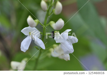 Safflower kidney bean flowers blooming in autumn field 125460016