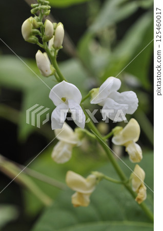 Safflower kidney bean flowers blooming in autumn field Safflower kidney bean flowers blooming in autumn field 125460017