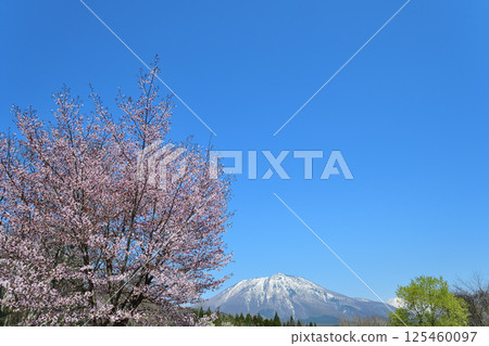 Blue sky, cherry blossoms and remaining snow on Mt. Kurohime Blue sky, cherry blossoms and remaining snow on Mt. Kurohime 125460097