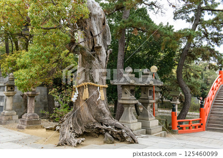 Sumiyoshi Taisha Shrine, Old Camphor Tree, Osaka City 125460099