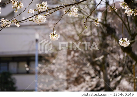 The cherry blossoms in the park are in full bloom The cherry blossoms in the park are in full bloom 125460149