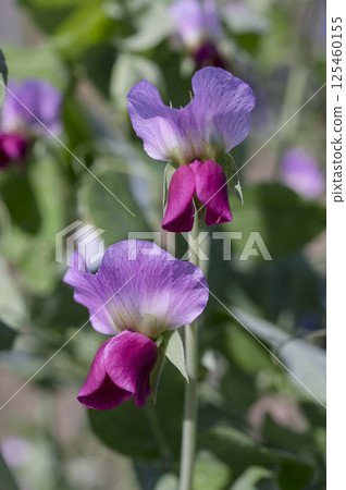 Pea flowers in a vegetable garden in early summer 125460155
