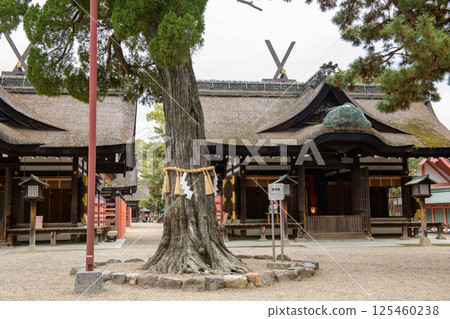 Sumiyoshi Taisha Shrine: Old Shell Mound Ibuki Tree and the Fourth and Third Main Shrines, Osaka City 125460238