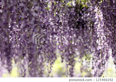 Fuji in full bloom 125460292