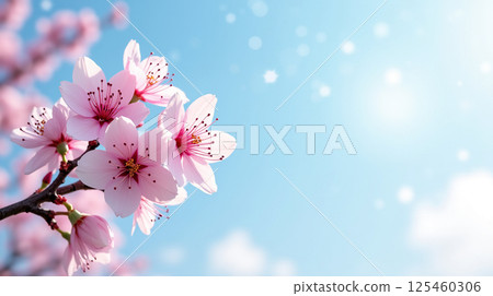Horizontal banner with sakura flowers of pink color on blue sky backdrop. Beautiful nature spring background with a branch of blooming sakura. 125460306