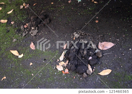 Mole Moat Remains 125460365