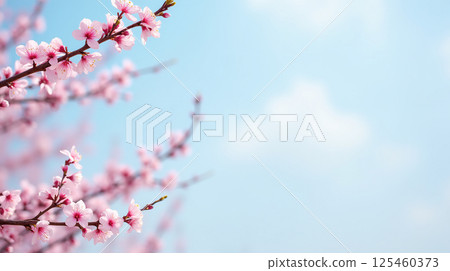 Horizontal banner with sakura flowers of pink color on blue sky backdrop. Beautiful nature spring background with a branch of blooming sakura. 125460373