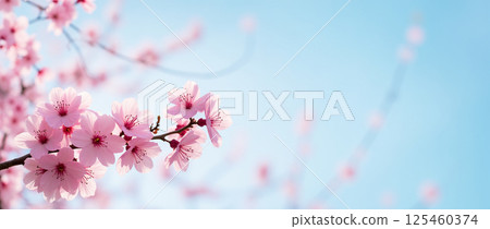 Horizontal banner with sakura flowers of pink color on blue sky backdrop. Beautiful nature spring background with a branch of blooming sakura. Horizontal banner with sakura flowers of pink color on blue sky backdrop. Beautiful nature spring background with a branch of blooming sakura. 125460374