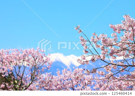 Cherry blossoms in full bloom at Takato Castle Park and the snow-capped Kiso-Komagatake mountain range in the distance 125460414
