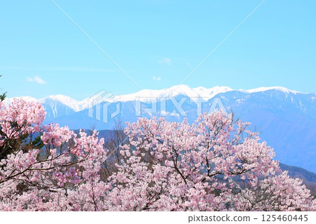 Cherry blossoms in full bloom at Takato Castle Park and the snow-capped Kiso-Komagatake mountain range in the distance 125460445