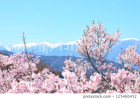 高遠城公園的櫻花盛開,遠處是白雪皚皚的木曾駒嶽山脈 高遠城公園的櫻花盛開,遠處是白雪皚皚的木曾駒嶽山脈 125460452