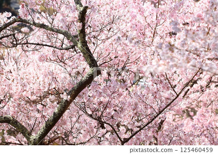 Cherry blossoms in full bloom at Takato Castle Ruins Park 125460459