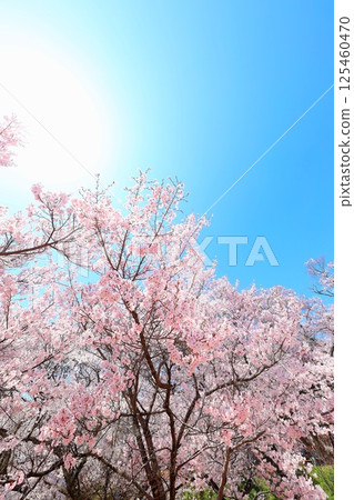 高遠城跡公園櫻花盛開 125460470