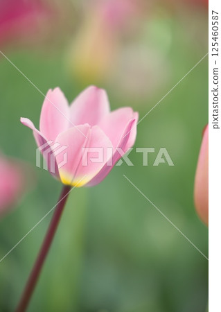Tulips blooming in spring 125460587