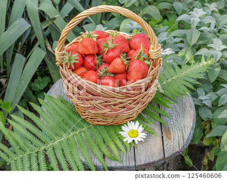 Full wicker basket with just picked fresh red ripe strawberries on wooden desks. Full wicker basket with just picked fresh red ripe strawberries on wooden desks. 125460606