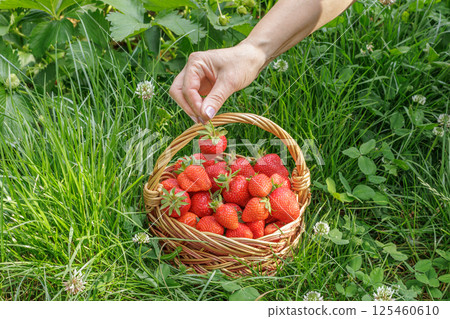 Woman is holding ripe strawberries in her hand. Woman is holding ripe strawberries in her hand. 125460610