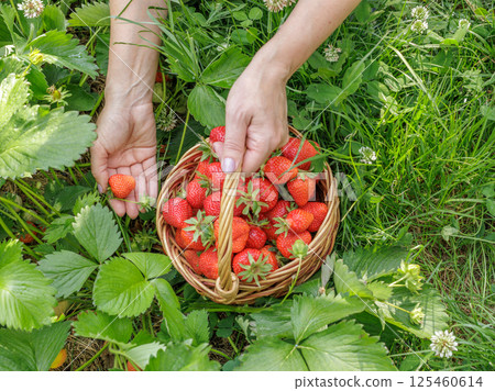 Female farmer is picking fresh red ripe strawberries on the garden bed. Female farmer is picking fresh red ripe strawberries on the garden bed. 125460614