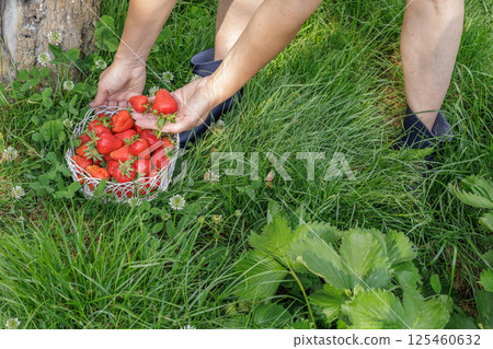 Woman is holding fresh strawberries on a palm with green grass on the background. 125460632