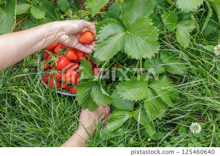 Female farmer is picking fresh red ripe strawberries on the garden bed. Female farmer is picking fresh red ripe strawberries on the garden bed. 125460640