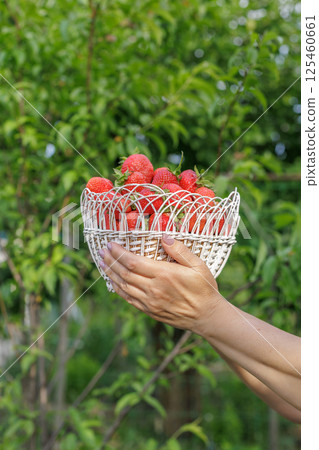 Woman is holding a wicker basket with just picked red ripe strawberries. Woman is holding a wicker basket with just picked red ripe strawberries. 125460661
