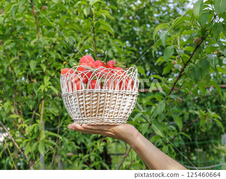 Woman is holding a wicker basket with just picked red ripe strawberries. Woman is holding a wicker basket with just picked red ripe strawberries. 125460664