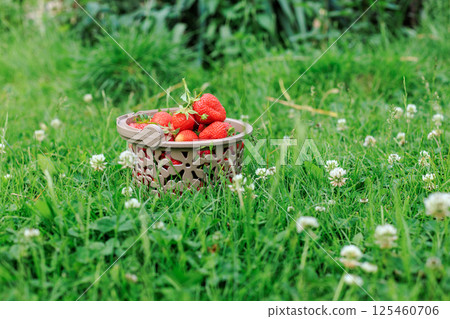 Full basket with fresh picked red ripe strawberries Full basket with fresh picked red ripe strawberries 125460706