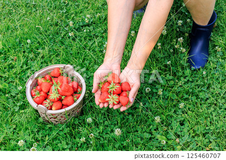 Woman is holding fresh strawberries on palms with green grass on the background. Woman is holding fresh strawberries on palms with green grass on the background. 125460707