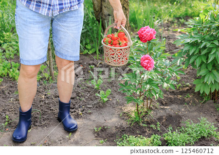 Gardener holding a full basket with just picked fresh red ripe strawberries. Gardener holding a full basket with just picked fresh red ripe strawberries. 125460712