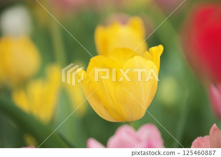 Yellow tulip 125460887