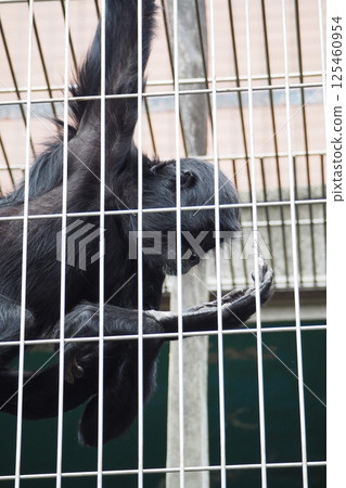 Mantle huge 125460954