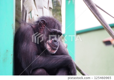 地幔巨大 125460965