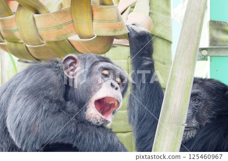 地幔巨大 125460967