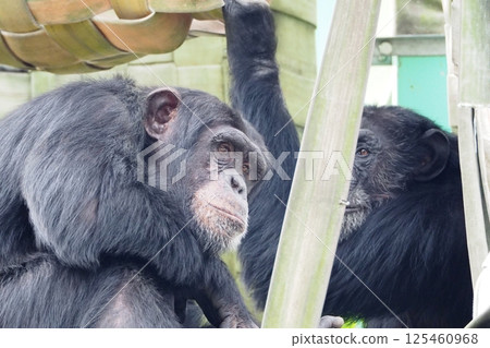 地幔巨大 125460968