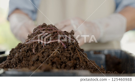 Hands holding worms with soil, organic fertilizer farming concept, farmer showing group of earthworms in his hands, Production of vermicompost from household food waste Hands holding worms with soil, organic fertilizer farming concept, farmer showing group of earthworms in his hands, Production of vermicompost from household food waste 125460988