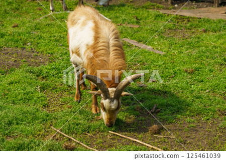 Goat eating grass Goat eating grass 125461039