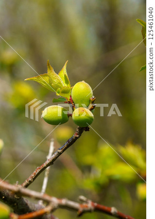 Ume fruit starting to swell 125461040