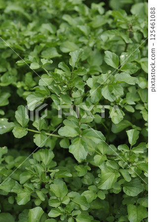 清澈溪流中野生的西洋菜 清澈溪流中野生的西洋菜 125461088