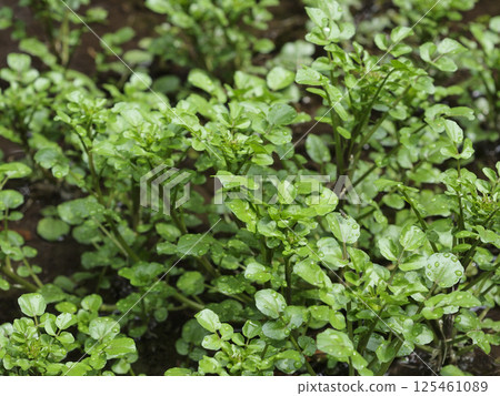 清澈溪流中野生的西洋菜 清澈溪流中野生的西洋菜 125461089