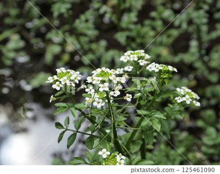 在清澈的溪流中自然生長的豆瓣菜和花朵 在清澈的溪流中自然生長的豆瓣菜和花朵 125461090