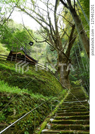 [Oguni Town, Japan's No. 1 carp streamer village, Tsuetate Onsen, Tsuetate Imperial Grand Shrine, stone steps and main hall] 125461201