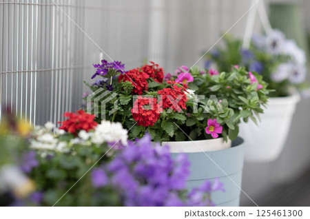 Colorful flowers in pots on balcony in spring sunlight Colorful flowers in pots on balcony in spring sunlight 125461300